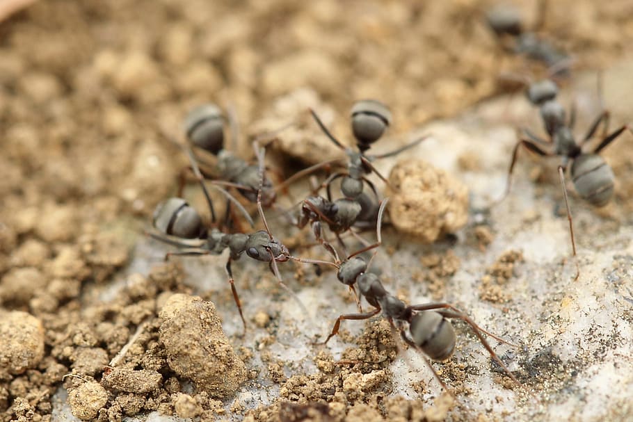 ant, insect, macro, close up, animals in the wild, nature, animal wildlife HD wallpaper