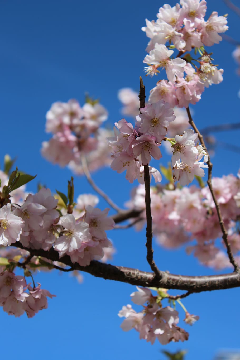 cherry blossom, spring, spring flower, cherry trees, pink flower HD wallpaper