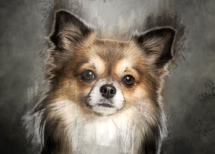 HD wallpaper: tan dog painting, chihuahua, cute, pets, small, chiwawa, small  dog | Wallpaper Flare
