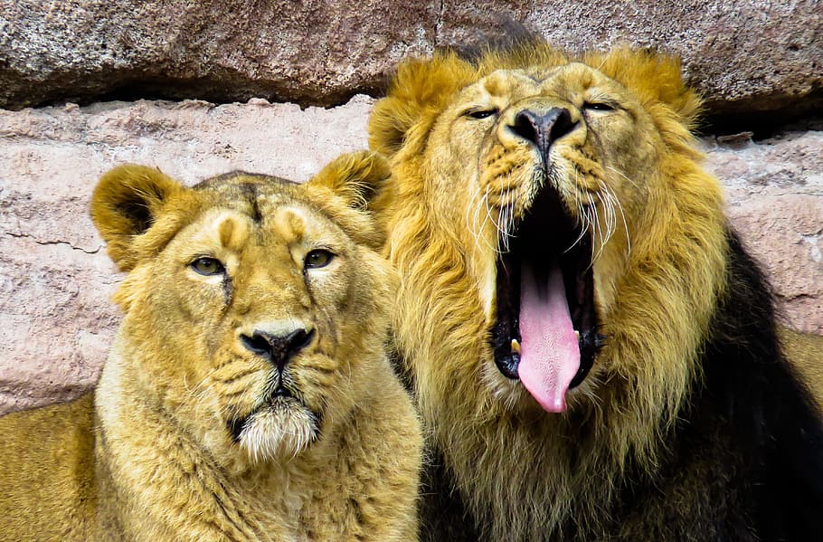 two brown lions beside brown rock, mane, cat, predator, big cat HD wallpaper