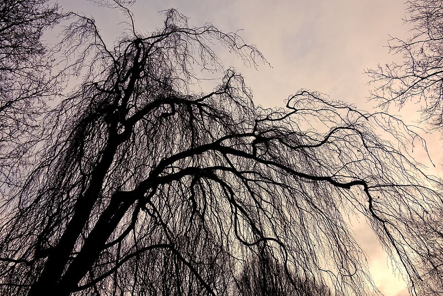 sepia photography of worm's-eye view of tree, willow, tree top HD wallpaper