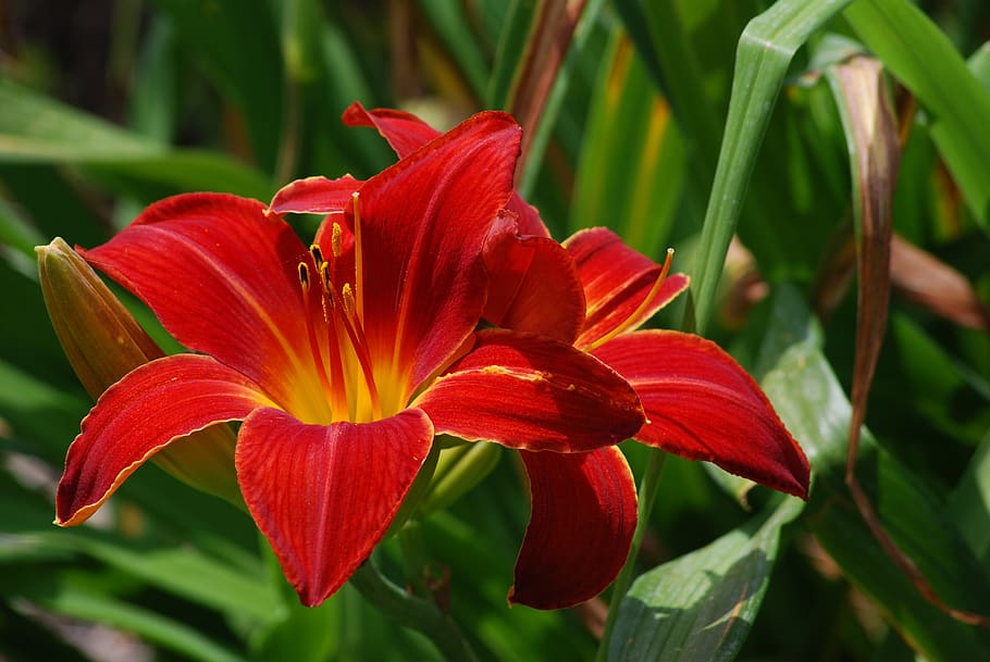 lily, flower, red, flowering plant, petal, fragility, vulnerability HD wallpaper