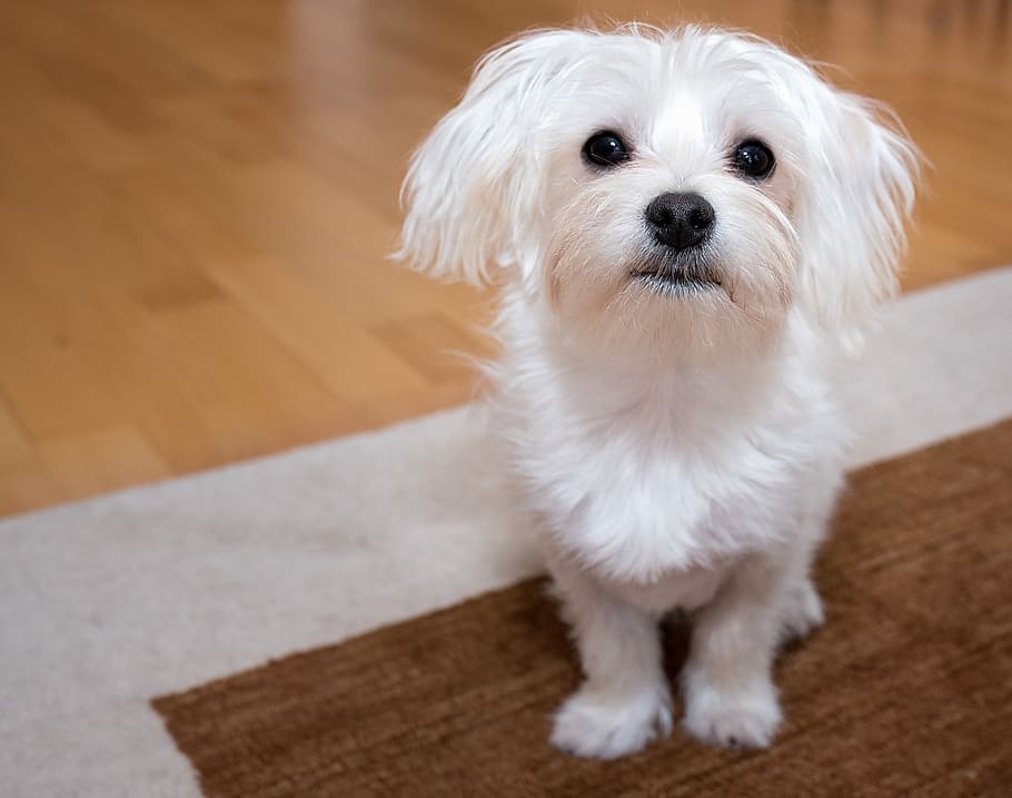 selective focus photograph of adult Maltese, dog, young dog, white