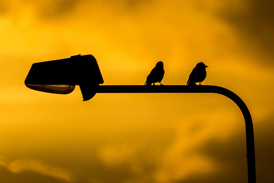 birds, pole, sunset, yellow, sky, clouds, animal, silhouette HD wallpaper