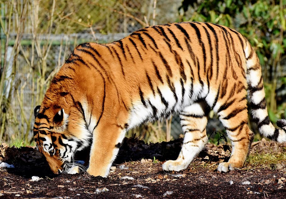 tiger standing on ground, cat, predator, wildcat, big cat, dangerous HD wallpaper