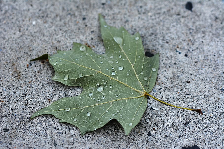 leaf, green, concrete, plant part, nature, green color, drop HD wallpaper