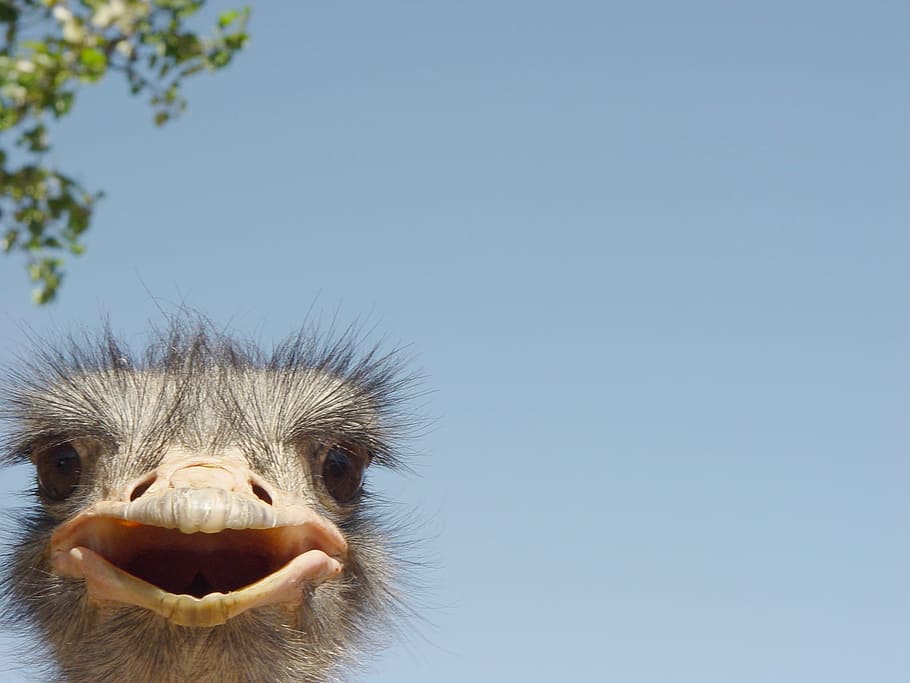 Ostrich, Space, Head, Neck, Beak, Bird, peaking, postcard, animal HD wallpaper