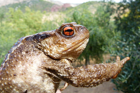 toad, bufo bufo, batrachian, warts, rough skin, animal, animal themes HD wallpaper