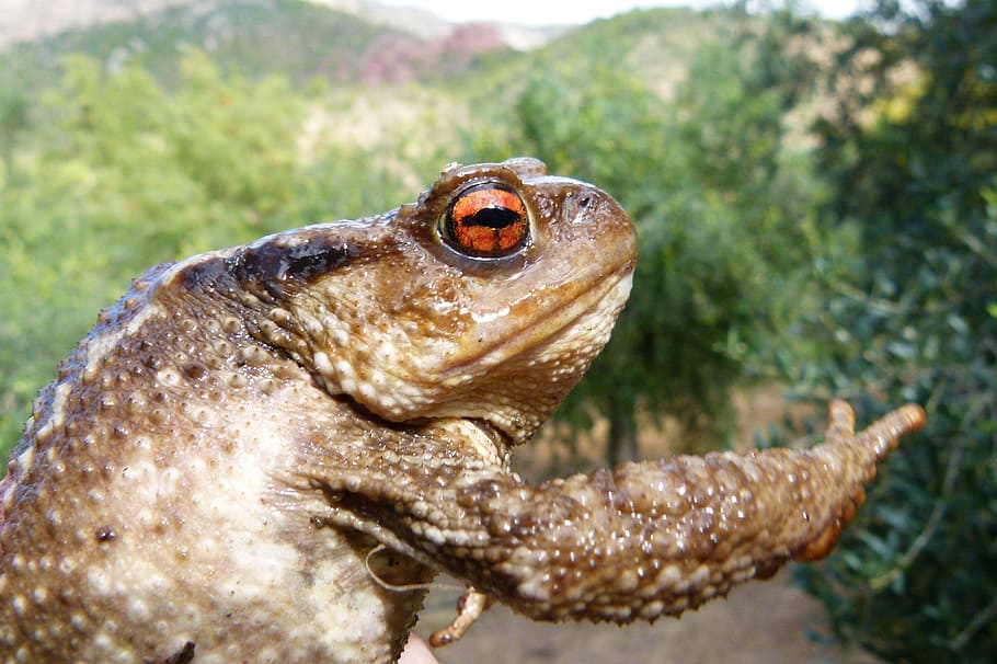 toad, bufo bufo, batrachian, warts, rough skin, animal, animal themes HD wallpaper