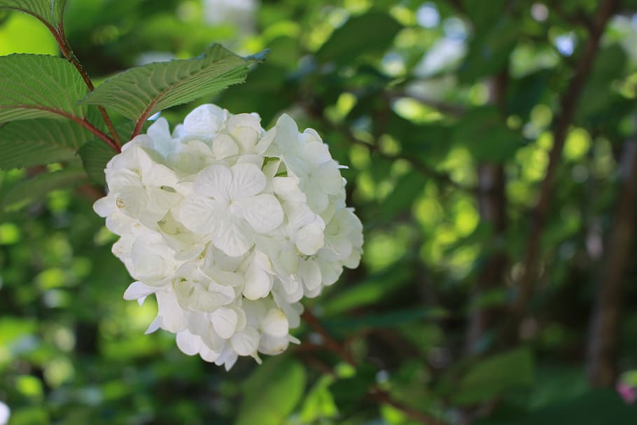 hydrangea, japan, flowers, plant, flowering plant, beauty in nature HD wallpaper