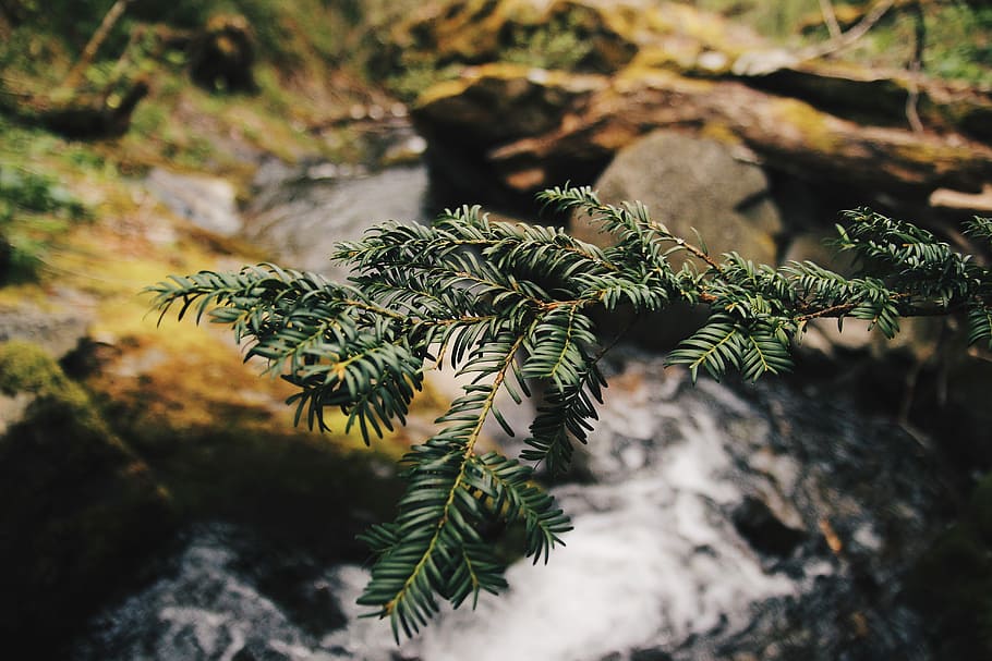 selective focus photography of leaves over river, green leafed plant beside water stream HD wallpaper