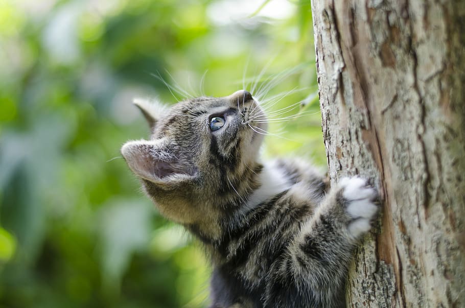 silver tabby kitten crawling on tree branch, cat, feline, bark HD wallpaper