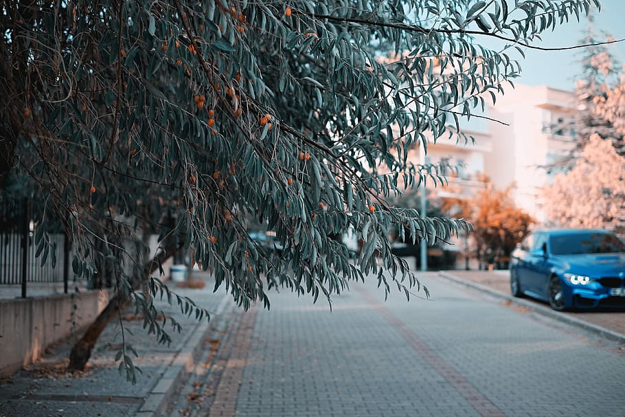 green leafed tree on sidewalk during daytime, black car parked ahead HD wallpaper