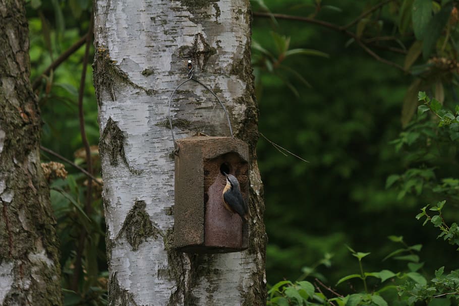 tree, wood, bark, nature, tribe, kleiber, nesting box, log HD wallpaper