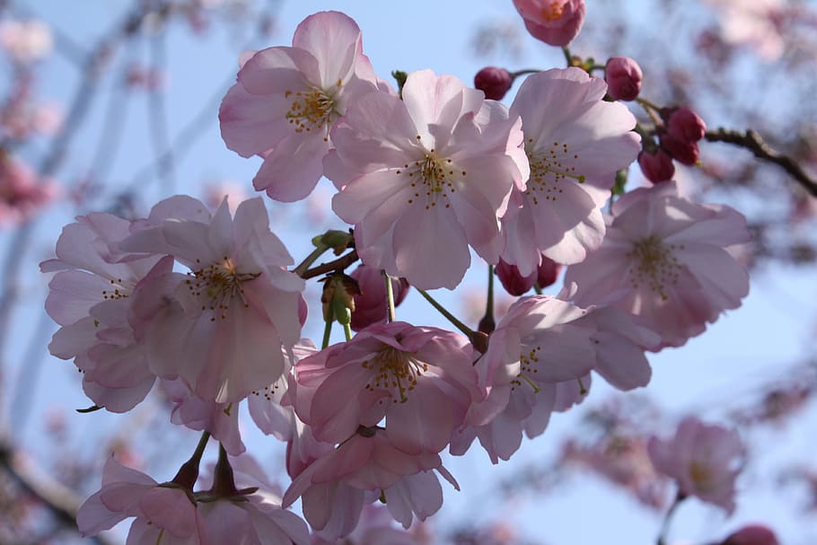 cherry blossoms, spring, flowers, flowering plant, fragility HD wallpaper