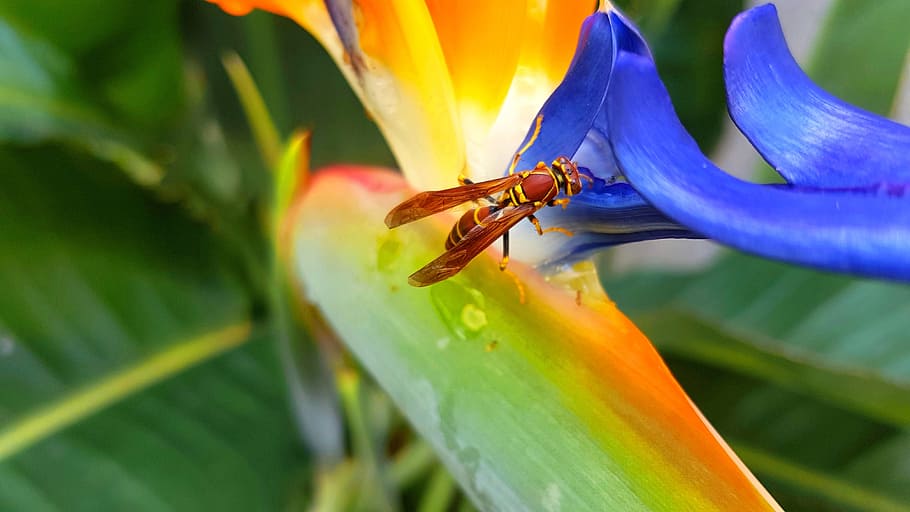 bee, flower, nature, animal wildlife, flowering plant, invertebrate HD wallpaper