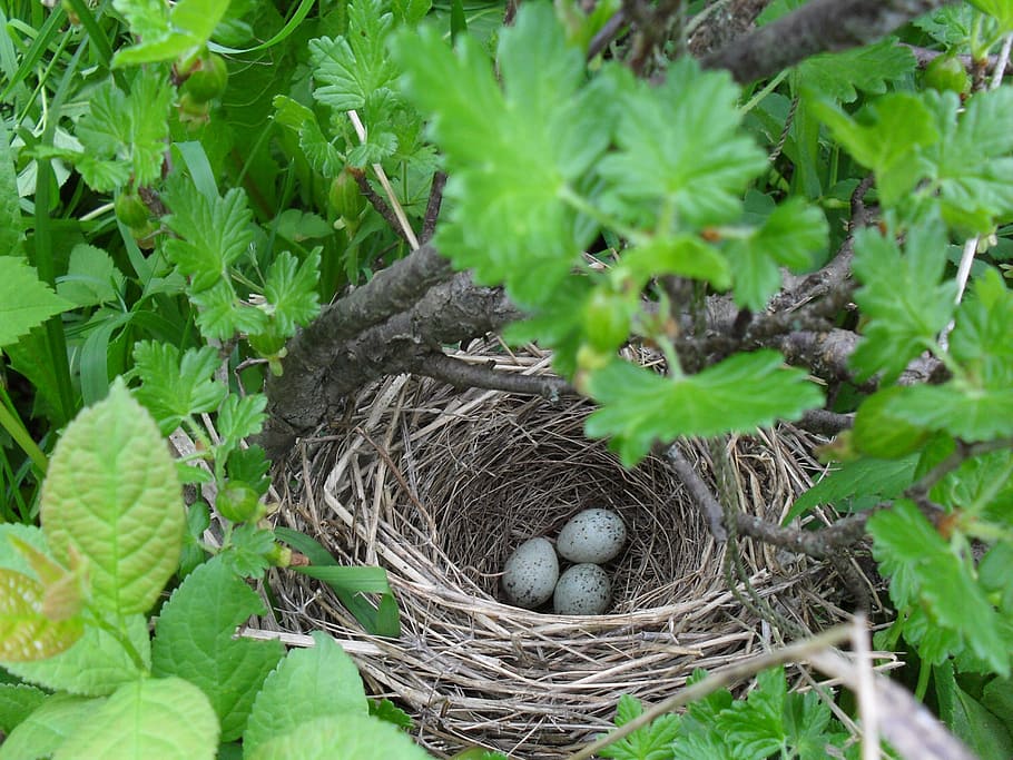 jack, eggs, bush, bird, nature, spring, in the forest, branch HD wallpaper