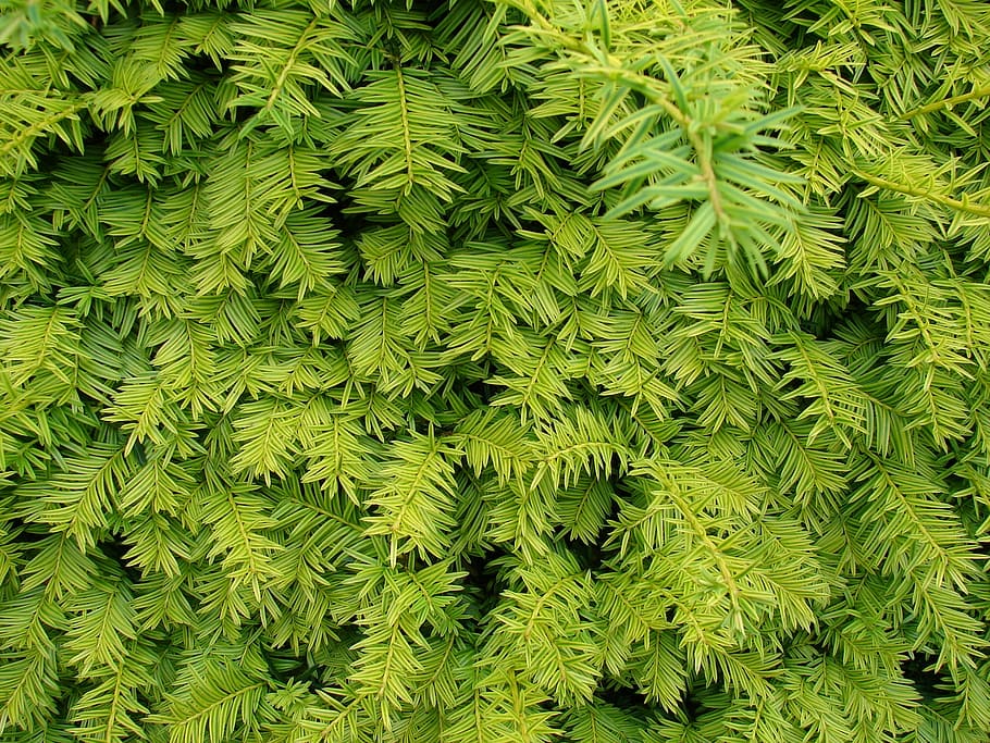 branches, hedge, plant, flora, herb, green, spring, leaves HD wallpaper