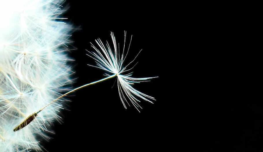 white dandelion flower seed close-up photo, nature, seeds, fluffy, HD wallpaper