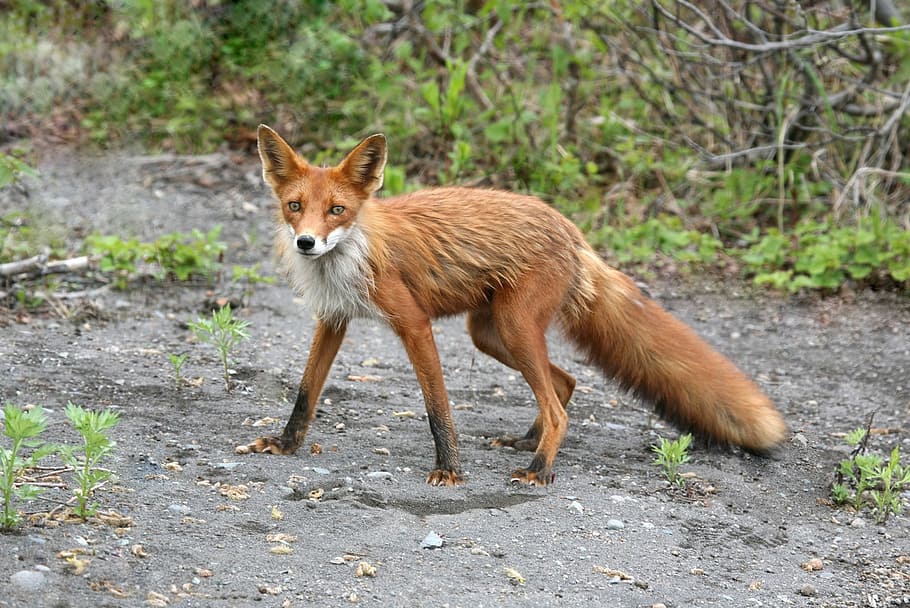 shallow focus photography of brown fox during daytime, red fox HD wallpaper