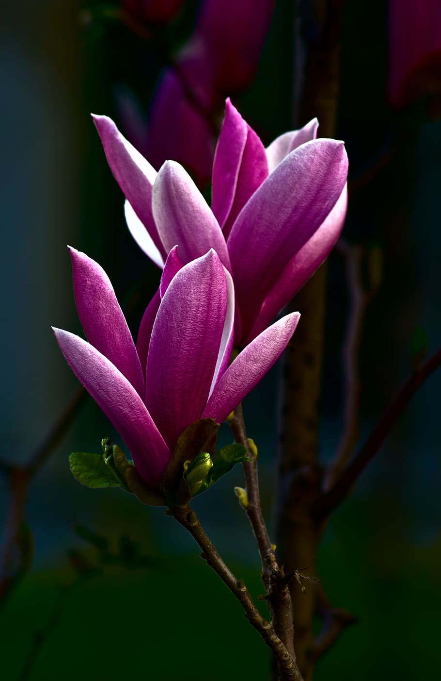 3840x800px | free download | HD wallpaper: selective focus photography of  purple Magnolia flower, beautiful | Wallpaper Flare