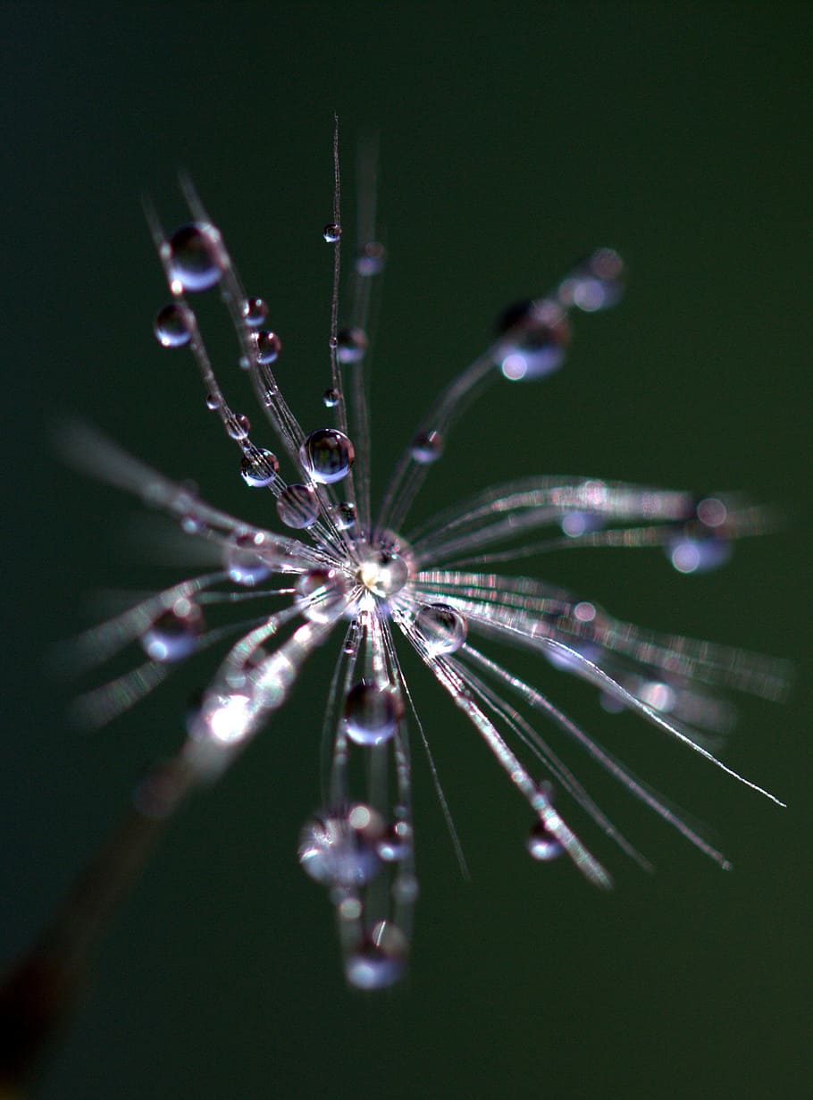 dandelion, drops, macro, plant, water, close-up, selective focus HD wallpaper