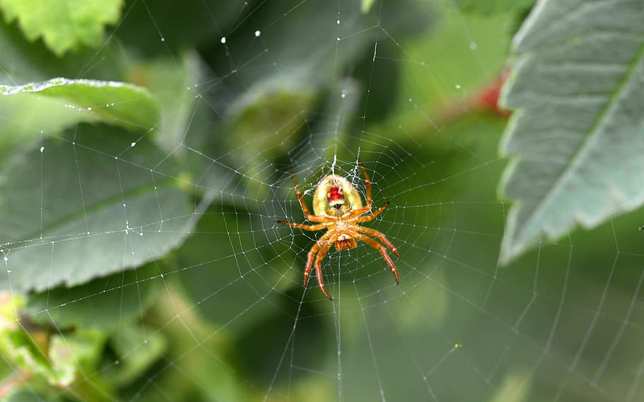 spider, web, spider webs, animals, spiders, bush, green, wild roses, HD wallpaper