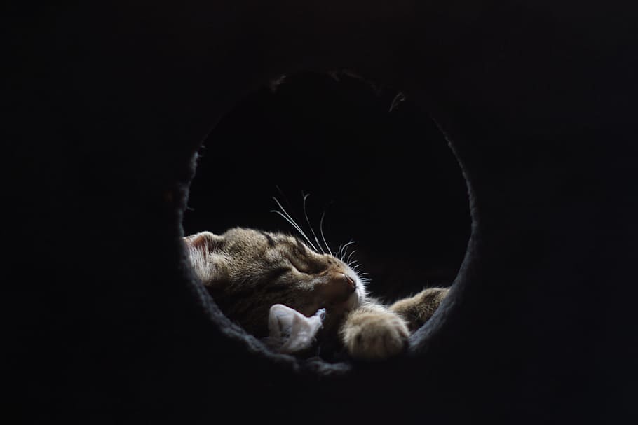 sleeping cat on hole, gata, mammal, animal themes, one animal HD wallpaper