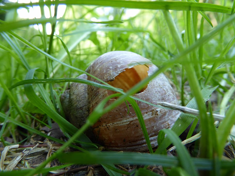 shell, snail, snail shell, vacancy, grass, plant, green color HD wallpaper