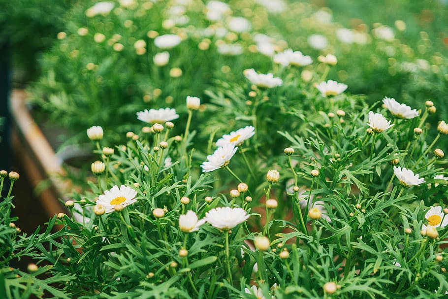 Close-Up Photography of White Flowers, beautiful, bloom, blooming HD wallpaper