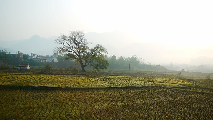 the wilderness, big trees, farmland, agriculture, nature, rural Scene HD wallpaper