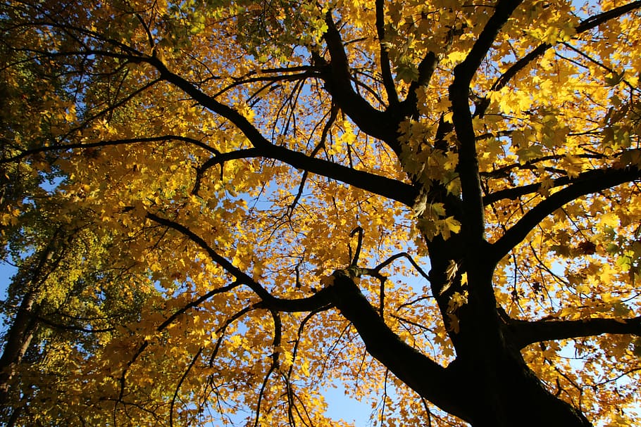 autumn, leaves, light, tree, branch, low angle view, plant HD wallpaper
