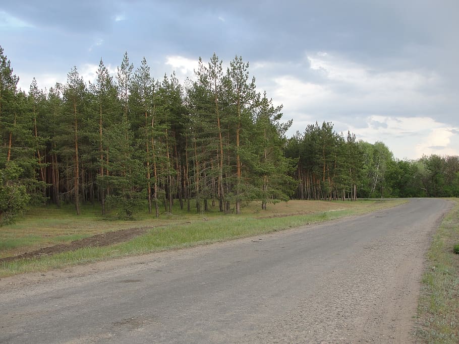 road, pine, track, tree, cloud - sky, plant, direction, transportation HD wallpaper