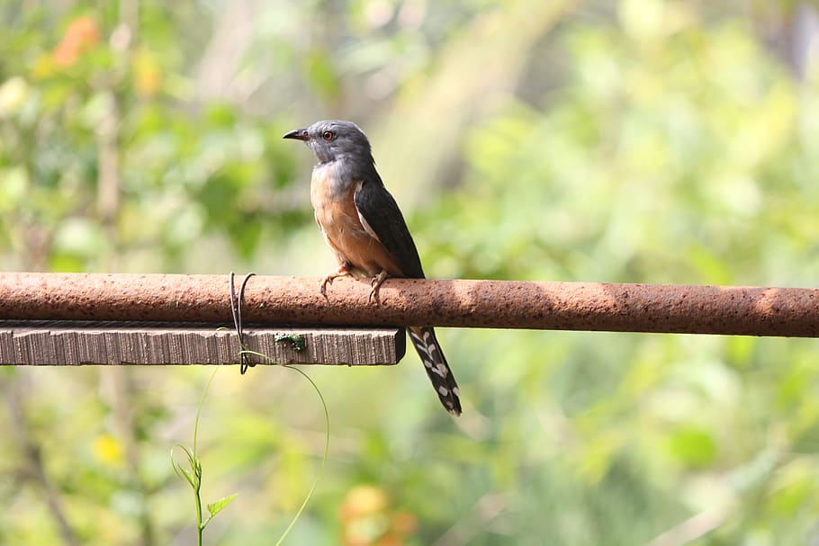 deep, bird, scenes, animal wildlife, animal themes, vertebrate HD wallpaper