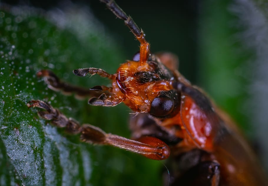 macro, beetle, insect, animal wildlife, animals in the wild HD wallpaper