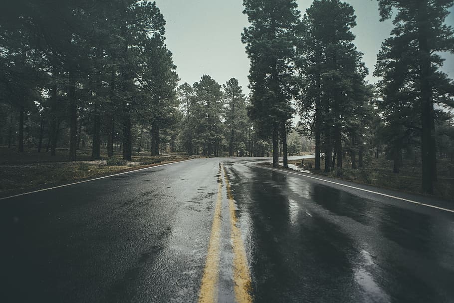concrete road, wet, rain, trees, plant, nature, transportation HD wallpaper