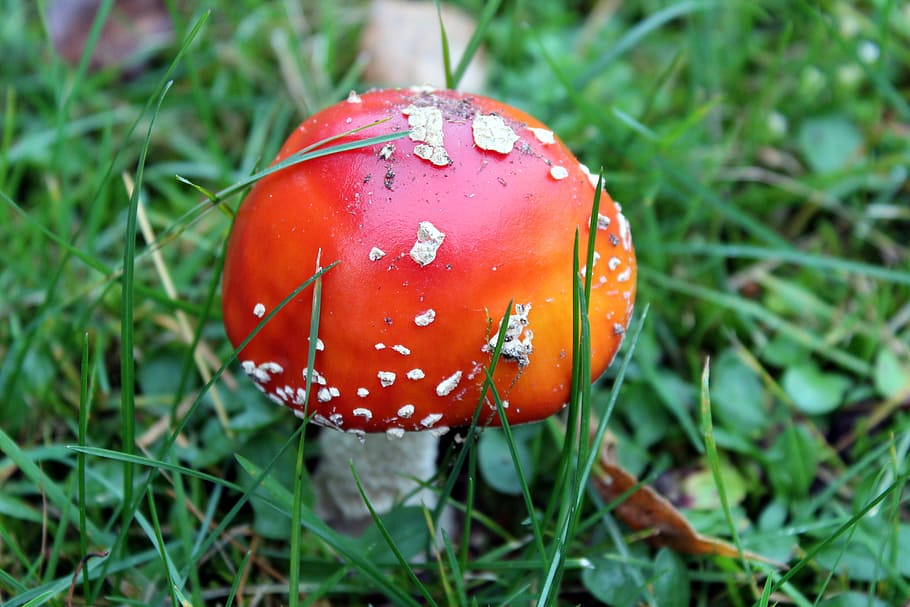 fly agaric red, white dots, meadow, grass, poisonous mushrooms HD wallpaper