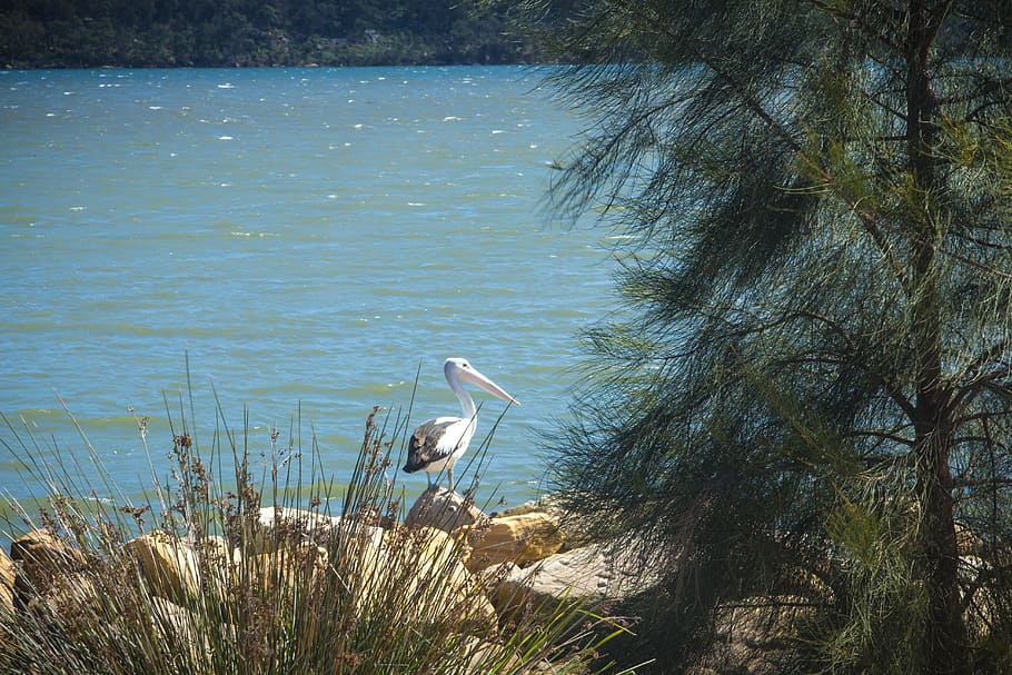 pelican, river, australia, bird, nature, water, wildlife, lake HD wallpaper