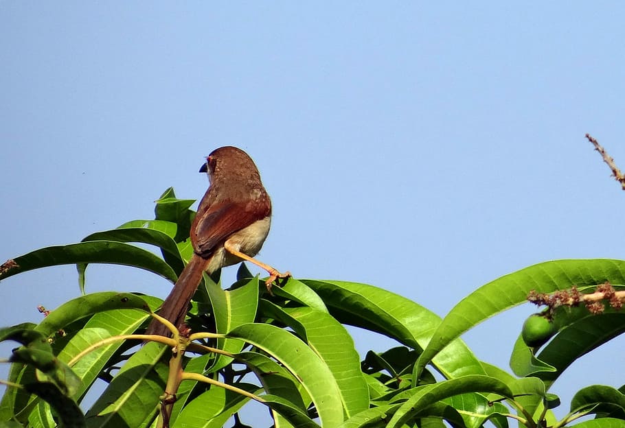 Brown-Shrike, Bird, Lanius-Cristatus, india, wildlife, avian