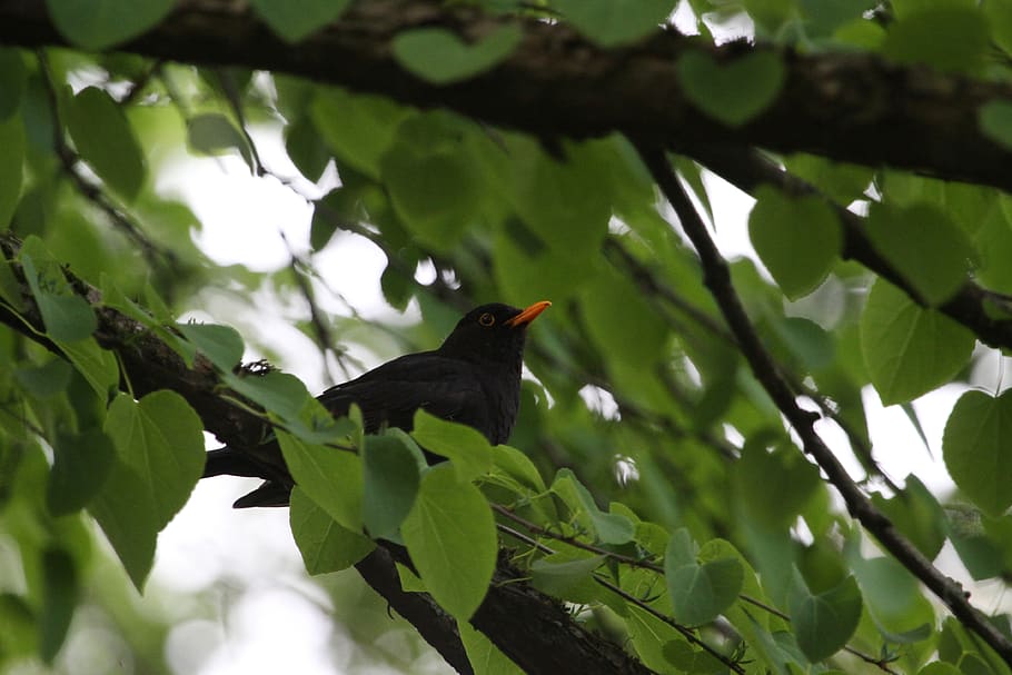 bird, nature, tree, leaf, wildlife, blackbird, animal themes HD wallpaper