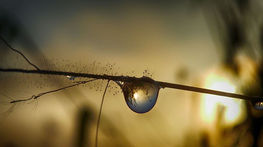 selective focus photography of drop of water on stem, water drop HD wallpaper