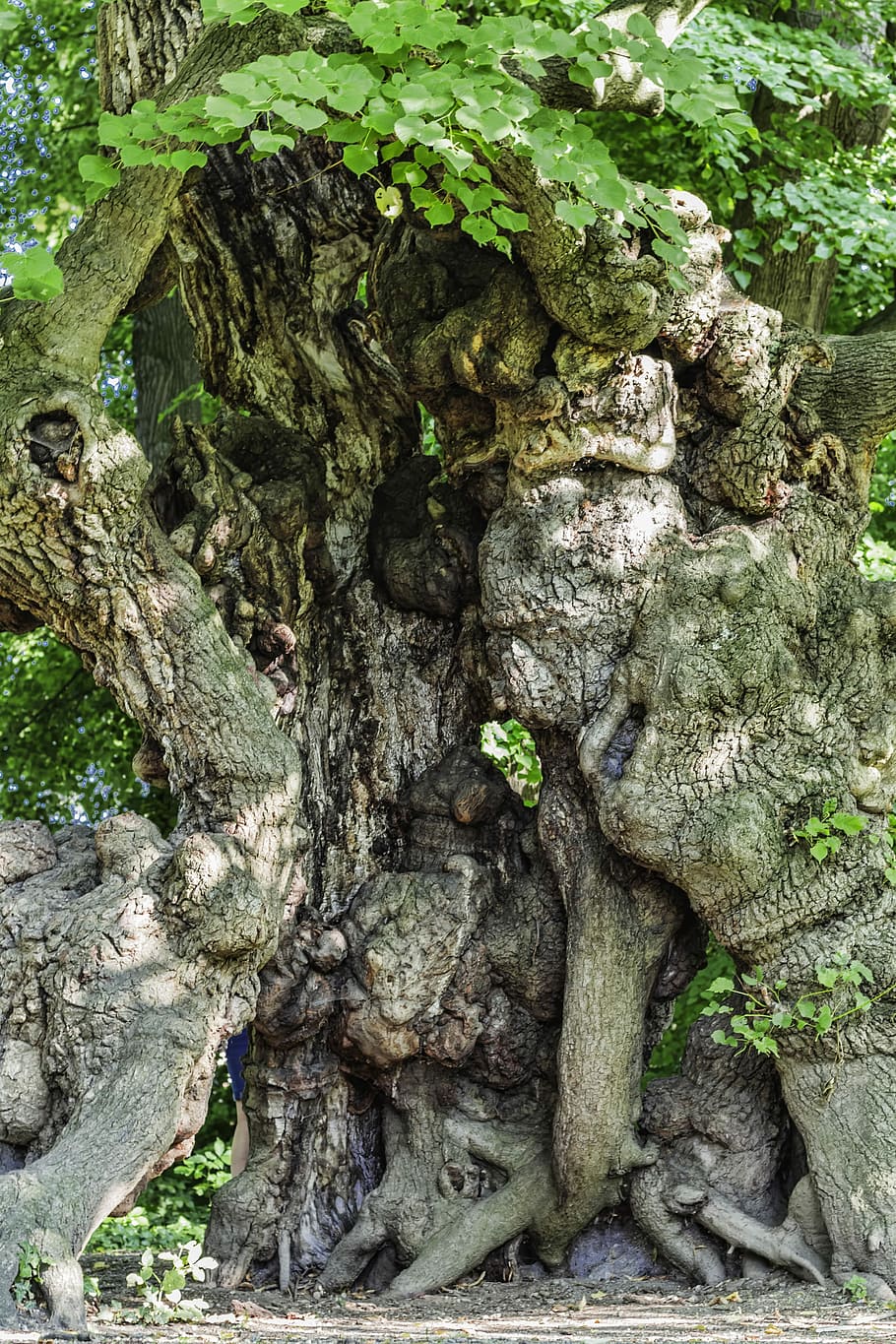 Old, Tree, Artwork, Overgrown, old tree, nature, forest, log HD wallpaper