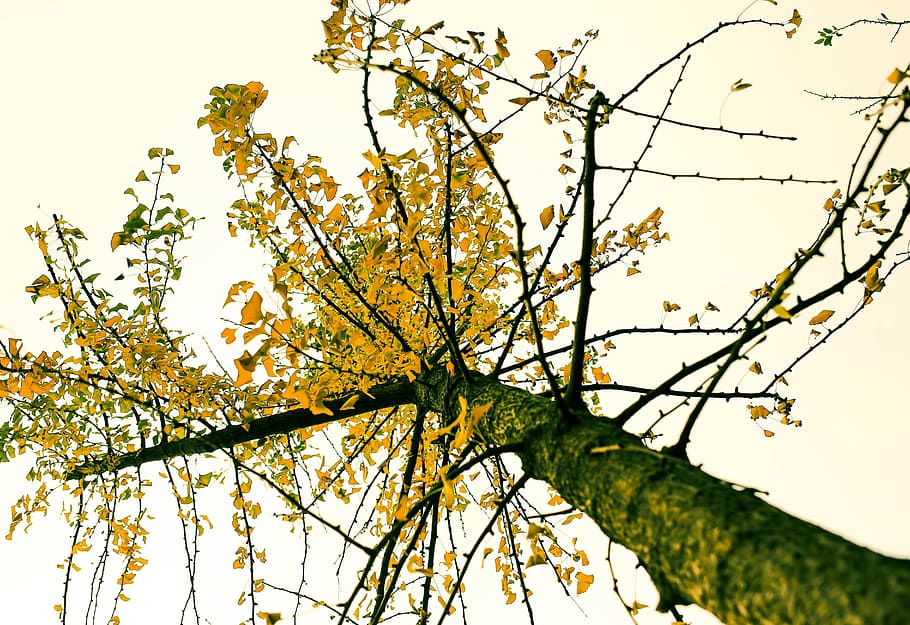 autumn, tree, yellow, plant, low angle view, branch, beauty in nature HD wallpaper