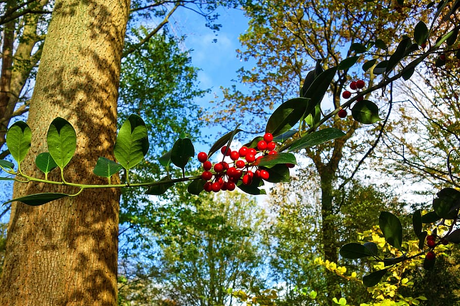 red berries, berry, bough, leaf, foliage, tree, fruit, sunny HD wallpaper