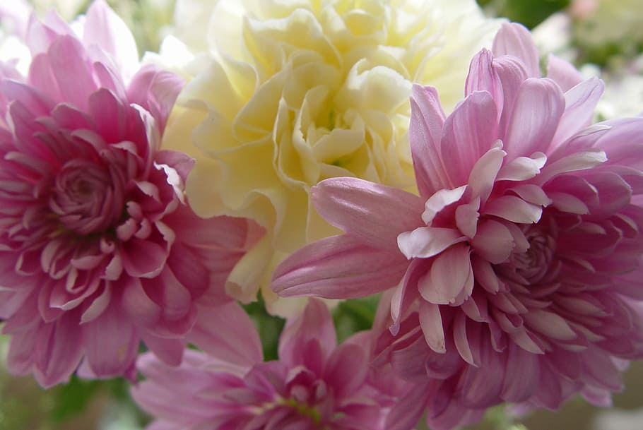 Carnation, Flowers, Spring, pink color, peony, plant, close-up HD wallpaper