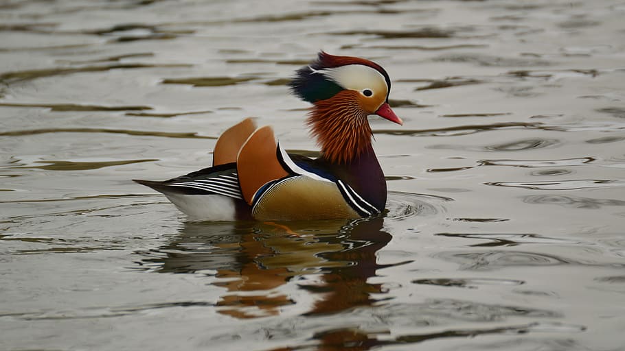 color, mandarin, water, bird, vertebrate, mandarin duck, animal themes HD wallpaper