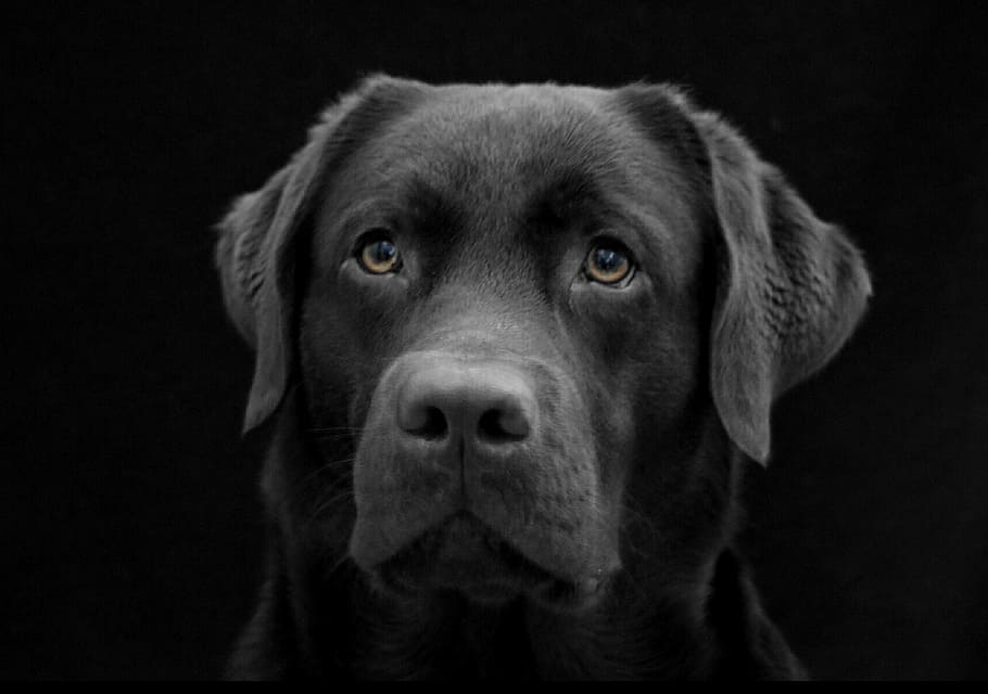 closeup photography of Labrador retriever, dog, the most obvious, HD wallpaper