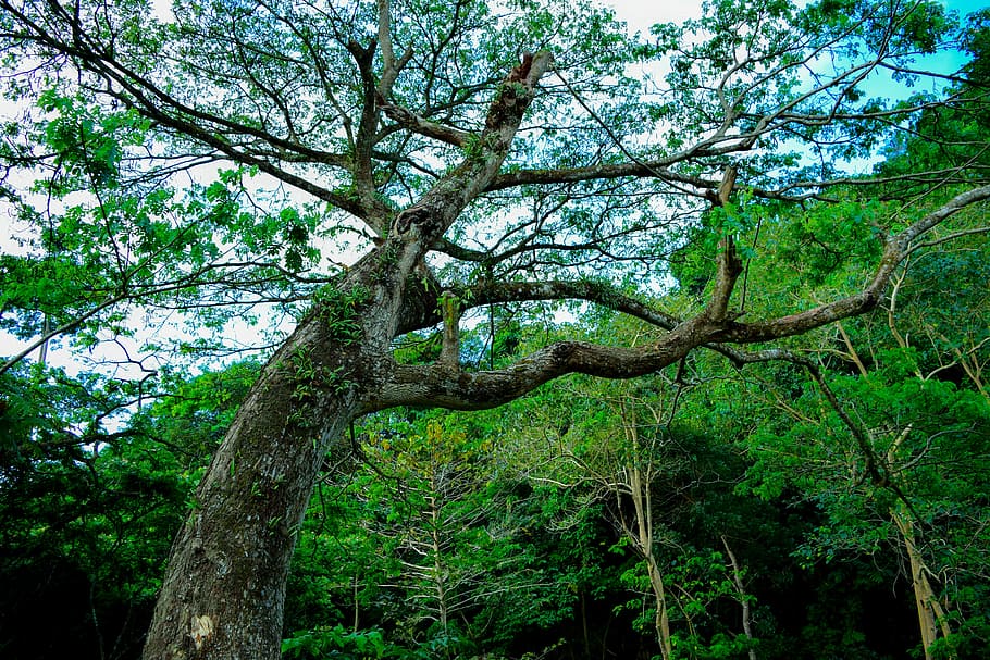 tree, nature, green, environment, forest, landscape, wood, outdoor HD wallpaper