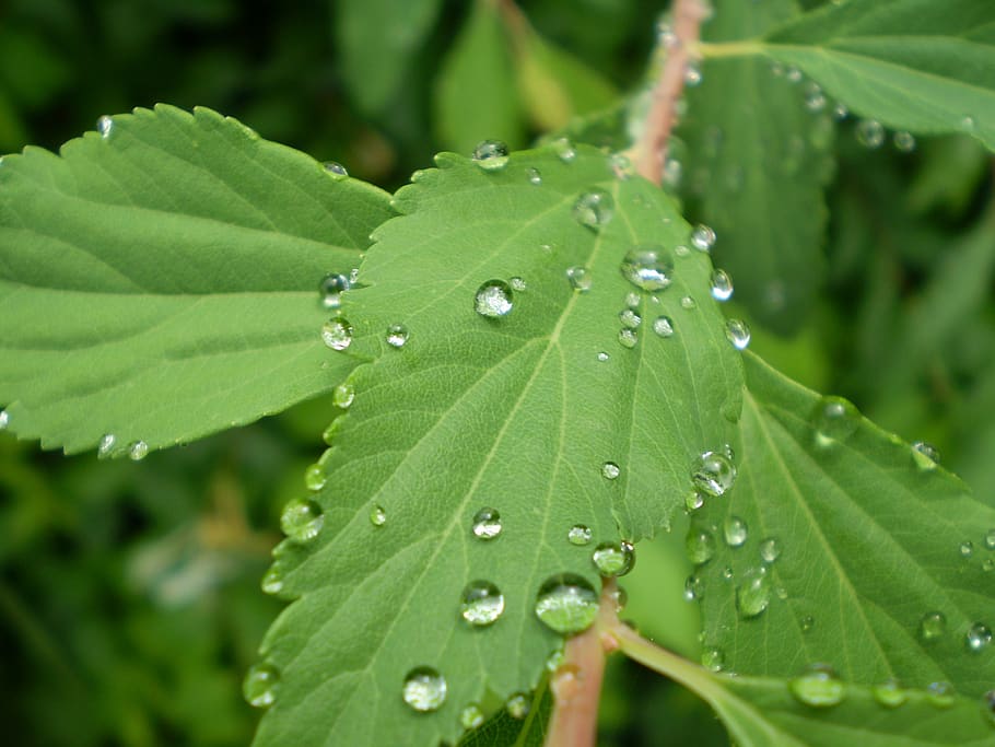 leaves, rain, drops, macro, leaf, wet, plant part, water, green color HD wallpaper