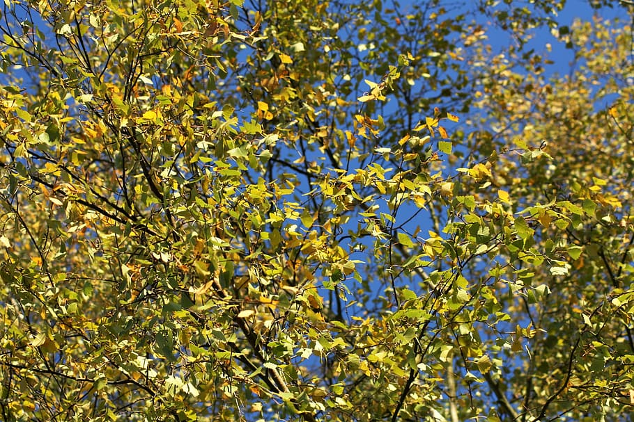 leaf, spring, nature, plant, tree, beauty in nature, growth HD wallpaper